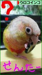 にほんブログ村 鳥ブログ ウロコインコへ