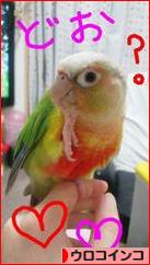 にほんブログ村 鳥ブログ ウロコインコへ