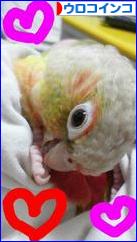 にほんブログ村 鳥ブログ ウロコインコへ