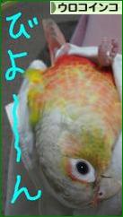 にほんブログ村 鳥ブログ ウロコインコへ