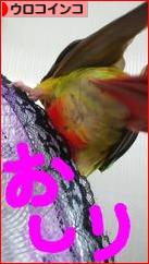 にほんブログ村 鳥ブログ ウロコインコへ