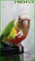 にほんブログ村 鳥ブログ ウロコインコへ
