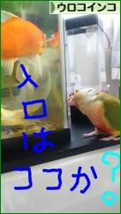 にほんブログ村 鳥ブログ ウロコインコへ