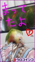 にほんブログ村 鳥ブログ ウロコインコへ