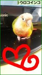 にほんブログ村 鳥ブログ ウロコインコへ