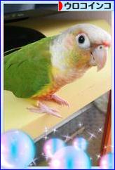 にほんブログ村 鳥ブログ ウロコインコへ