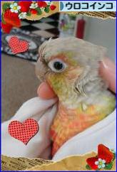 にほんブログ村 鳥ブログ ウロコインコへ