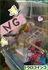 にほんブログ村 鳥ブログ ウロコインコへ