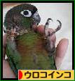 にほんブログ村 鳥ブログ ウロコインコへ