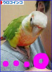 にほんブログ村 鳥ブログ ウロコインコへ