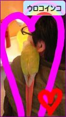 にほんブログ村 鳥ブログ ウロコインコへ