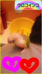 にほんブログ村 鳥ブログ ウロコインコへ