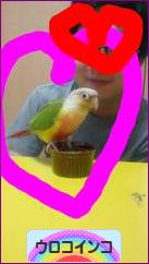 にほんブログ村 鳥ブログ ウロコインコへ