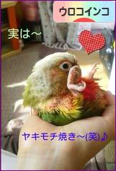 にほんブログ村 鳥ブログ ウロコインコへ