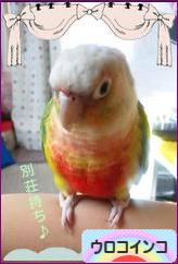 にほんブログ村 鳥ブログ ウロコインコへ