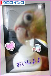 にほんブログ村 鳥ブログ ウロコインコへ