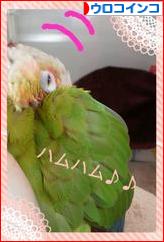 にほんブログ村 鳥ブログ ウロコインコへ