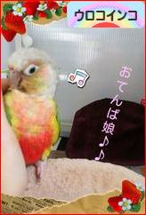 にほんブログ村 鳥ブログ ウロコインコへ