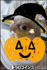 にほんブログ村 鳥ブログ ウロコインコへ