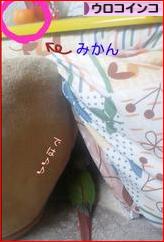 にほんブログ村 鳥ブログ ウロコインコへ