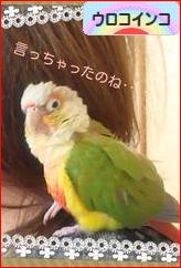 にほんブログ村 鳥ブログ ウロコインコへ