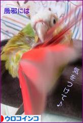 にほんブログ村 鳥ブログ ウロコインコへ