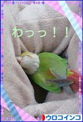 にほんブログ村 鳥ブログ ウロコインコへ