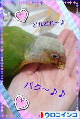 にほんブログ村 鳥ブログ ウロコインコへ