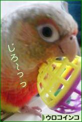 にほんブログ村 鳥ブログ ウロコインコへ