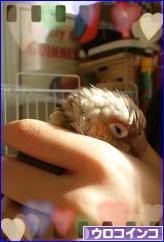 にほんブログ村 鳥ブログ ウロコインコへ