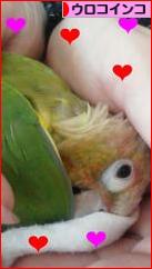 にほんブログ村 鳥ブログ ウロコインコへ