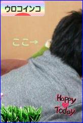 にほんブログ村 鳥ブログ ウロコインコへ