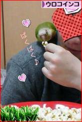 にほんブログ村 鳥ブログ ウロコインコへ