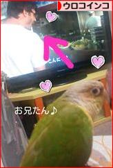にほんブログ村 鳥ブログ ウロコインコへ