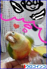にほんブログ村 鳥ブログ ウロコインコへ