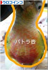 にほんブログ村 鳥ブログ ウロコインコへ