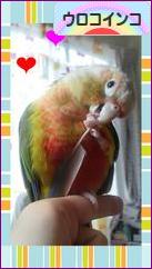 にほんブログ村 鳥ブログ ウロコインコへ