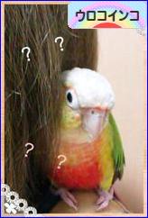 にほんブログ村 鳥ブログ ウロコインコへ