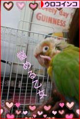 にほんブログ村 鳥ブログ ウロコインコへ