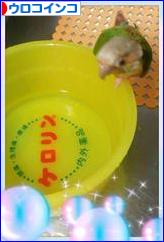 にほんブログ村 鳥ブログ ウロコインコへ