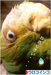 にほんブログ村 鳥ブログ ウロコインコへ