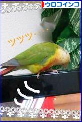 にほんブログ村 鳥ブログ ウロコインコへ