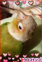 にほんブログ村 鳥ブログ ウロコインコへ