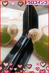 にほんブログ村 鳥ブログ ウロコインコへ