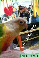 にほんブログ村 鳥ブログ ウロコインコへ