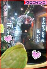 にほんブログ村 鳥ブログ ウロコインコへ