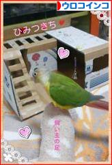 にほんブログ村 鳥ブログ ウロコインコへ