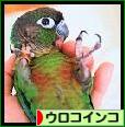 にほんブログ村 鳥ブログ ウロコインコへ