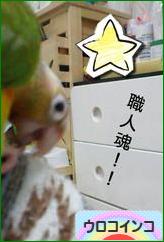 にほんブログ村 鳥ブログ ウロコインコへ