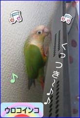 にほんブログ村 鳥ブログ ウロコインコへ